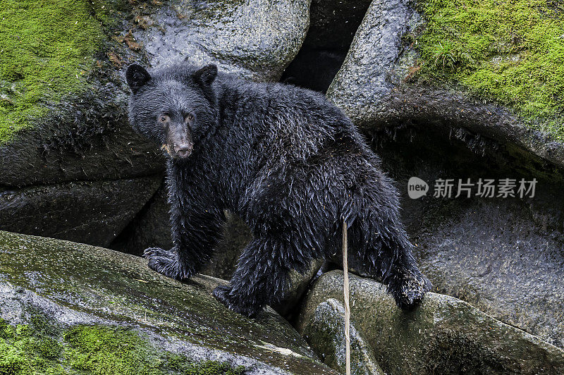 阿拉斯加州汤加斯国家森林，阿南溪，美洲黑熊(Ursus americanus)和一条宽鱼绦虫，裂头绦虫(Diphyllobothrium sp.)。